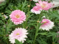 20100401033851