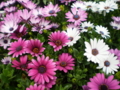 20100401034009