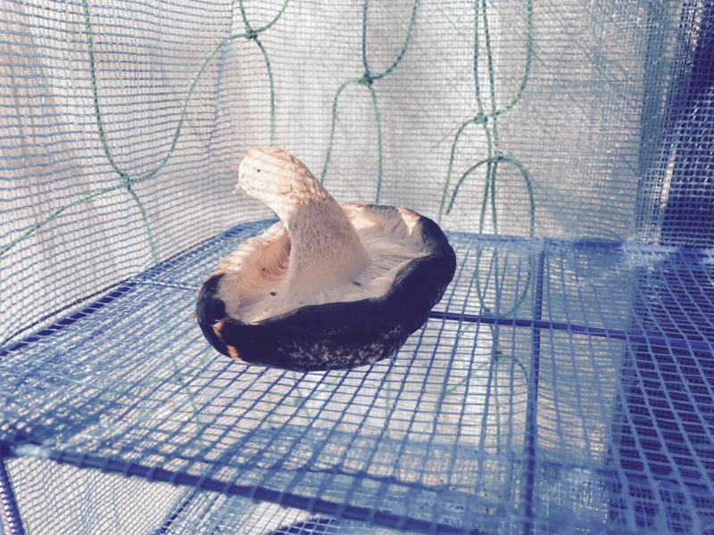 f:id:kotokunohate:20170106141832j:plain f:id:kotokunohate:20170106141832j:plain