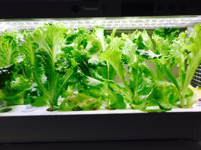 f:id:kotokunohate:20170423145716j:plain f:id:kotokunohate:20170423145716j:plain