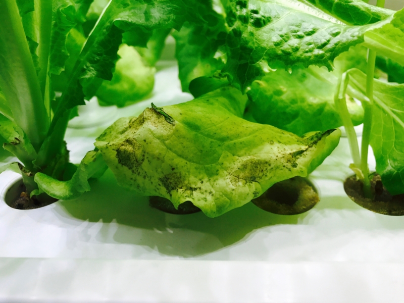 f:id:kotokunohate:20170423145717j:plain f:id:kotokunohate:20170423145717j:plain