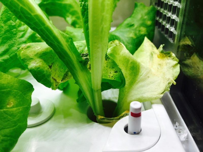 f:id:kotokunohate:20170423145718j:plain f:id:kotokunohate:20170423145718j:plain