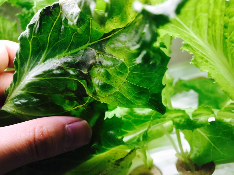 f:id:kotokunohate:20170423145719j:plain f:id:kotokunohate:20170423145719j:plain