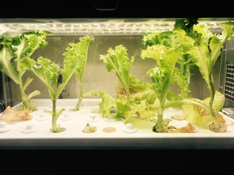 f:id:kotokunohate:20170502145551j:plain f:id:kotokunohate:20170502145551j:plain