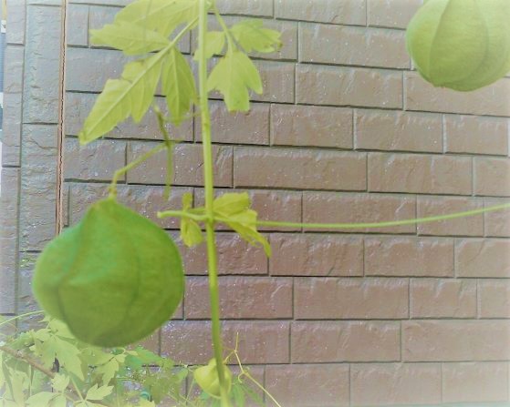 f:id:kotoleaf:20201126093623j:plain