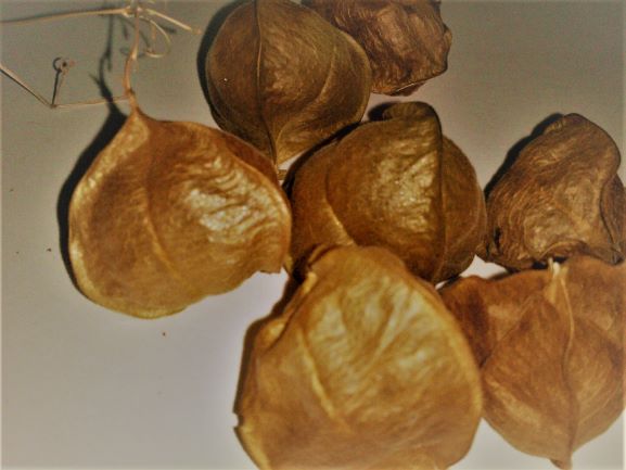 f:id:kotoleaf:20201126093641j:plain