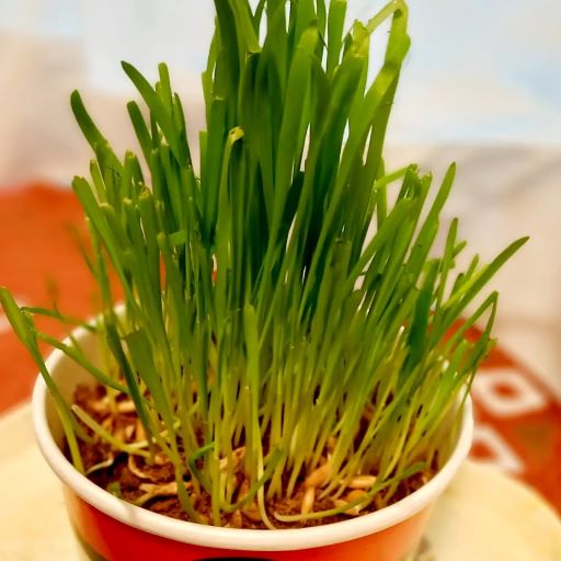 猫草育成中🌱 - Usa-Neko うさぎと猫と小さな生きものたち