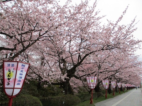 弘前城さくらまつり