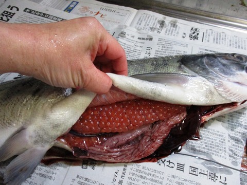 イクラの入ったメス鮭から鮭とばを作ってみました つがる時空間