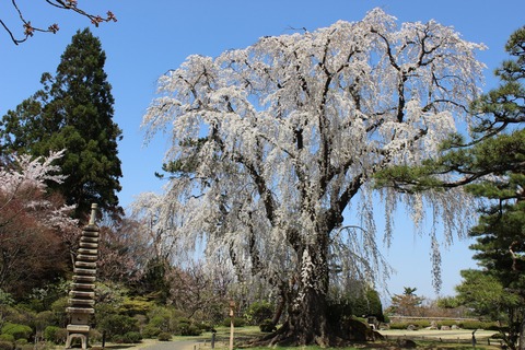 弘前さくらまつり・桜の競演