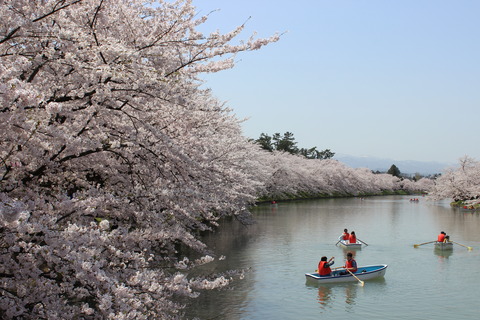 弘前さくらまつり・桜が満開