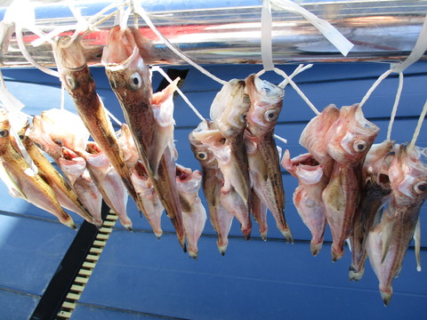 ハタハタの一夜干し