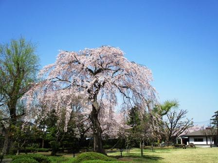 藤田記念庭園は弘前公園そばで桜が美しい
