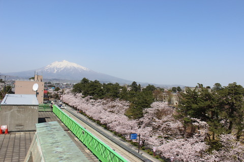弘前さくらまつりは4月20の開花予想