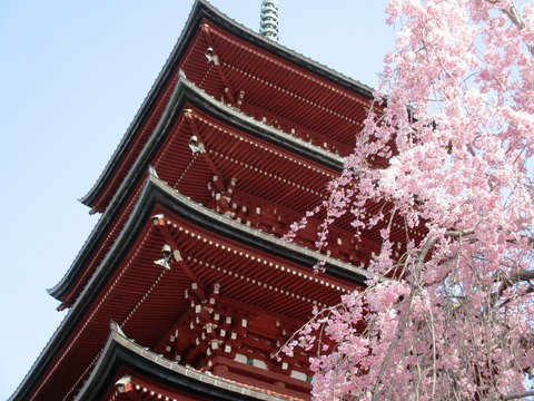 【12月スーパーSALE 15%OFF】 【日本の風情】花旅楽団 SCRIPT 五重塔 桜 舞妓 ジャパニーズクラシック - スカジャン