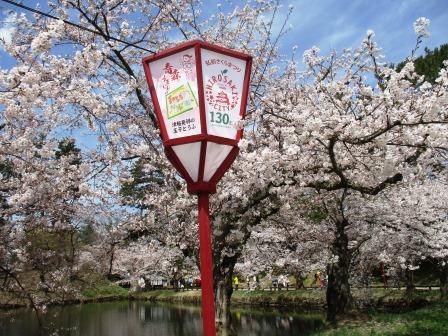 桜・弘前公園