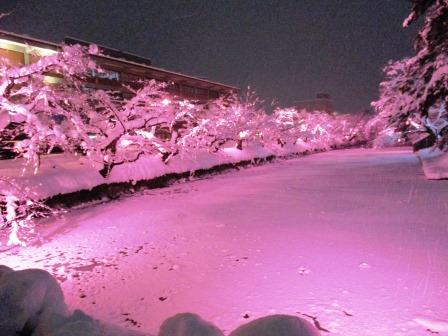 冬に咲くさくらライトアップ