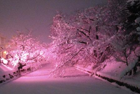 冬に咲くさくらライトアップ