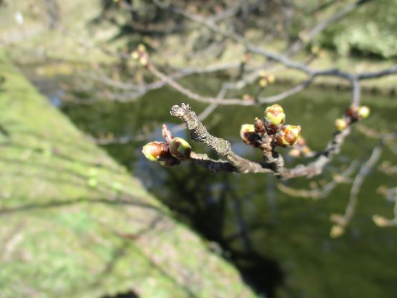 弘前公園・閉鎖
