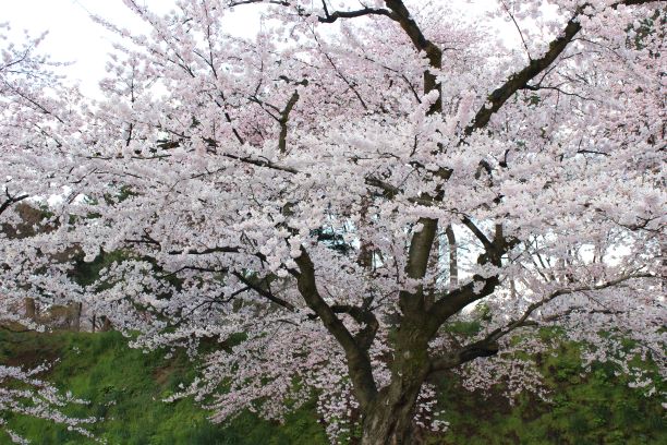 弘前公園・桜