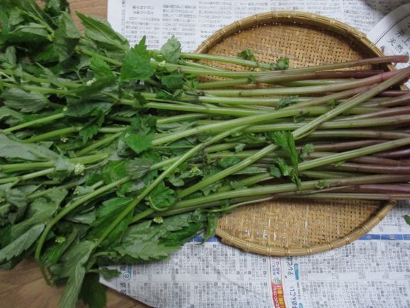 ミズ・山菜