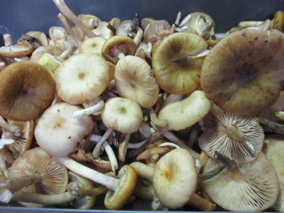 さもだしの下処理