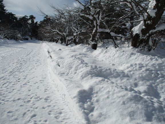 圧雪状態・弘前市･冬