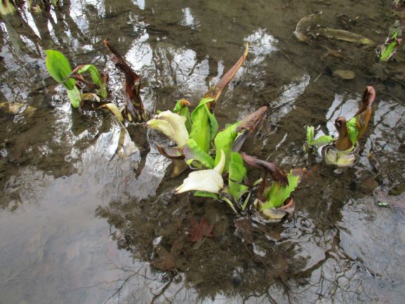 弘前さくらまつり2021