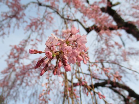 弘前城本丸・弘前桜