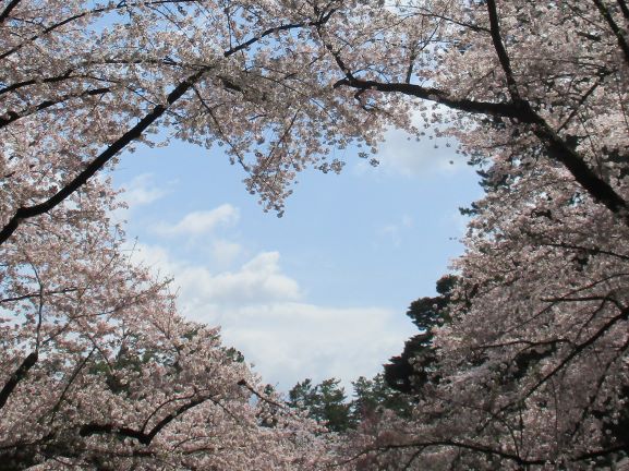 ソメイヨシノ満開の弘前公園にハートの桜 隠れスポットや西濠も桜色 つがる時空間 ソメイヨシノ満開の弘前公園にハートの桜 隠れスポットや西濠も桜色 つがる時空間