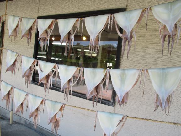 イカのカーテン