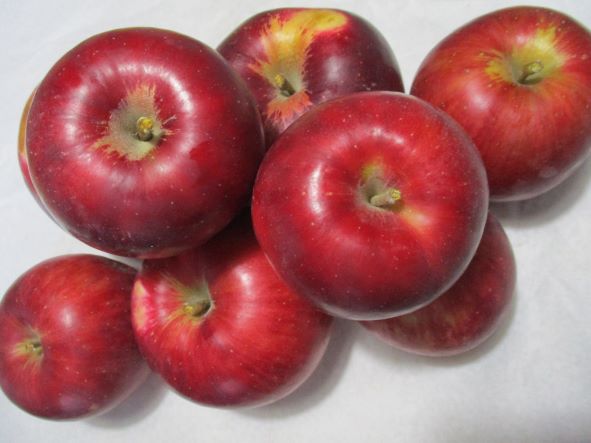 早生リンゴ・つがる