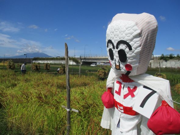 案山子・田舎館村・垂柳