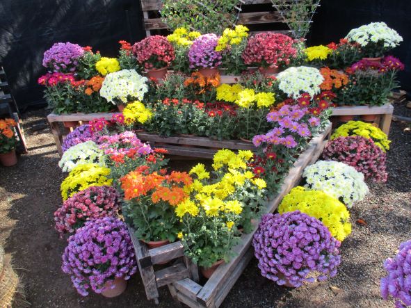 菊の花