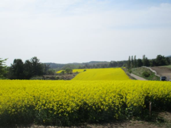 鰺ヶ沢町鳴沢の菜の花畑