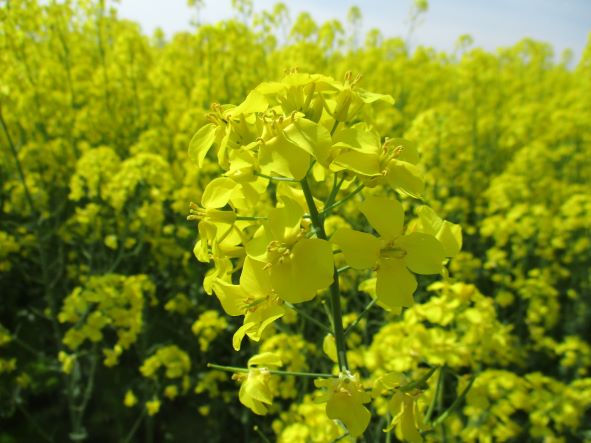 鰺ヶ沢町の菜の花