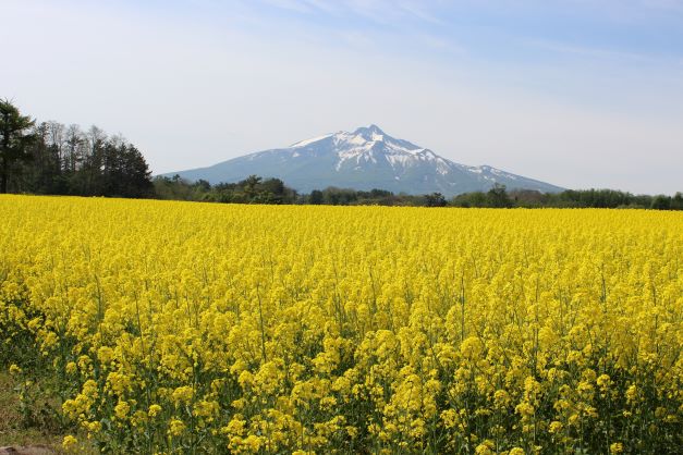 岩木山と菜の花畑