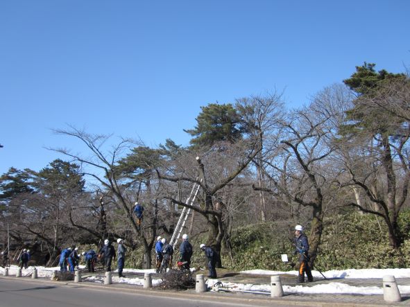 弘前公園の桜開花予想