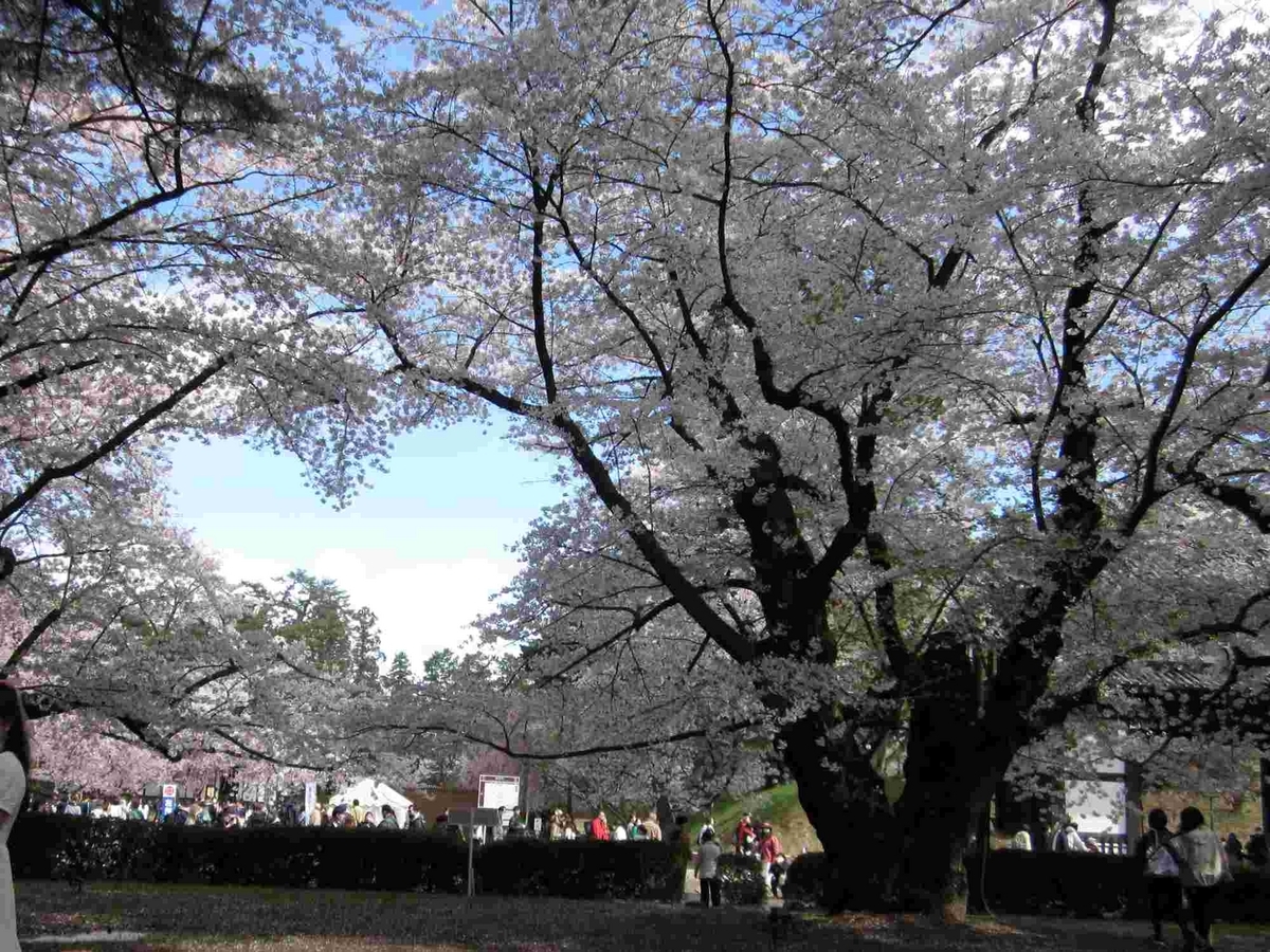 ハートの桜・弘前公園