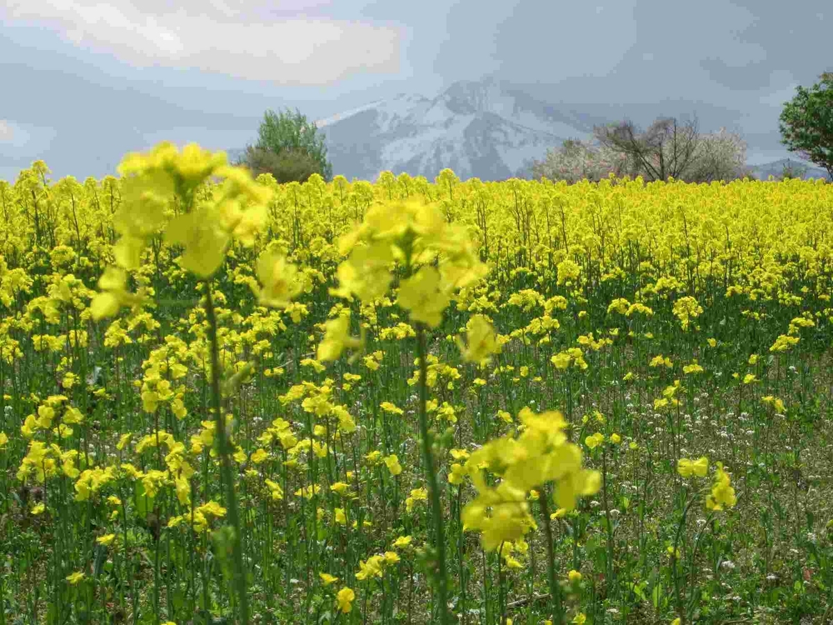 鰺ヶ沢町の菜の花畑