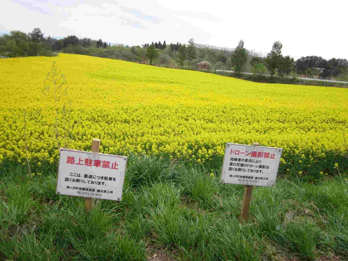 鰺ヶ沢町菜の花
