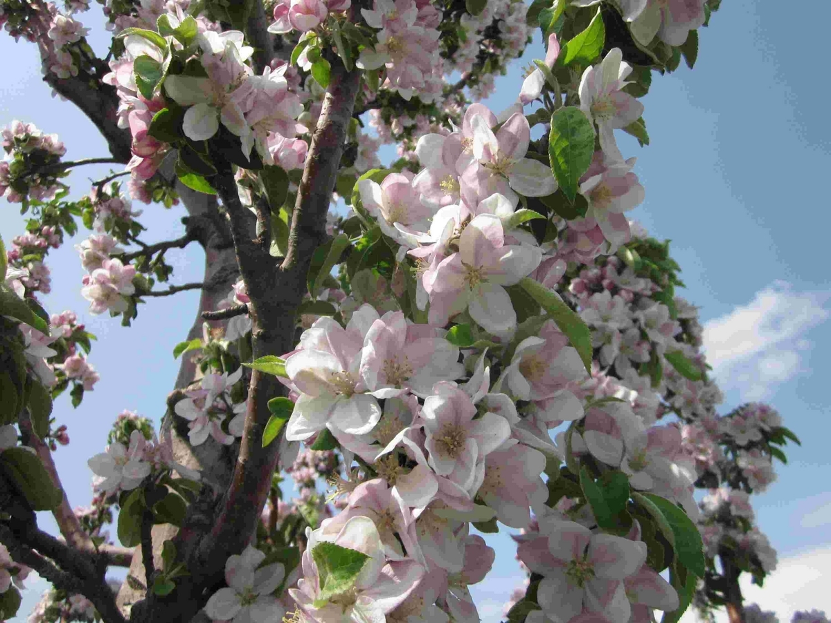 りんごの花