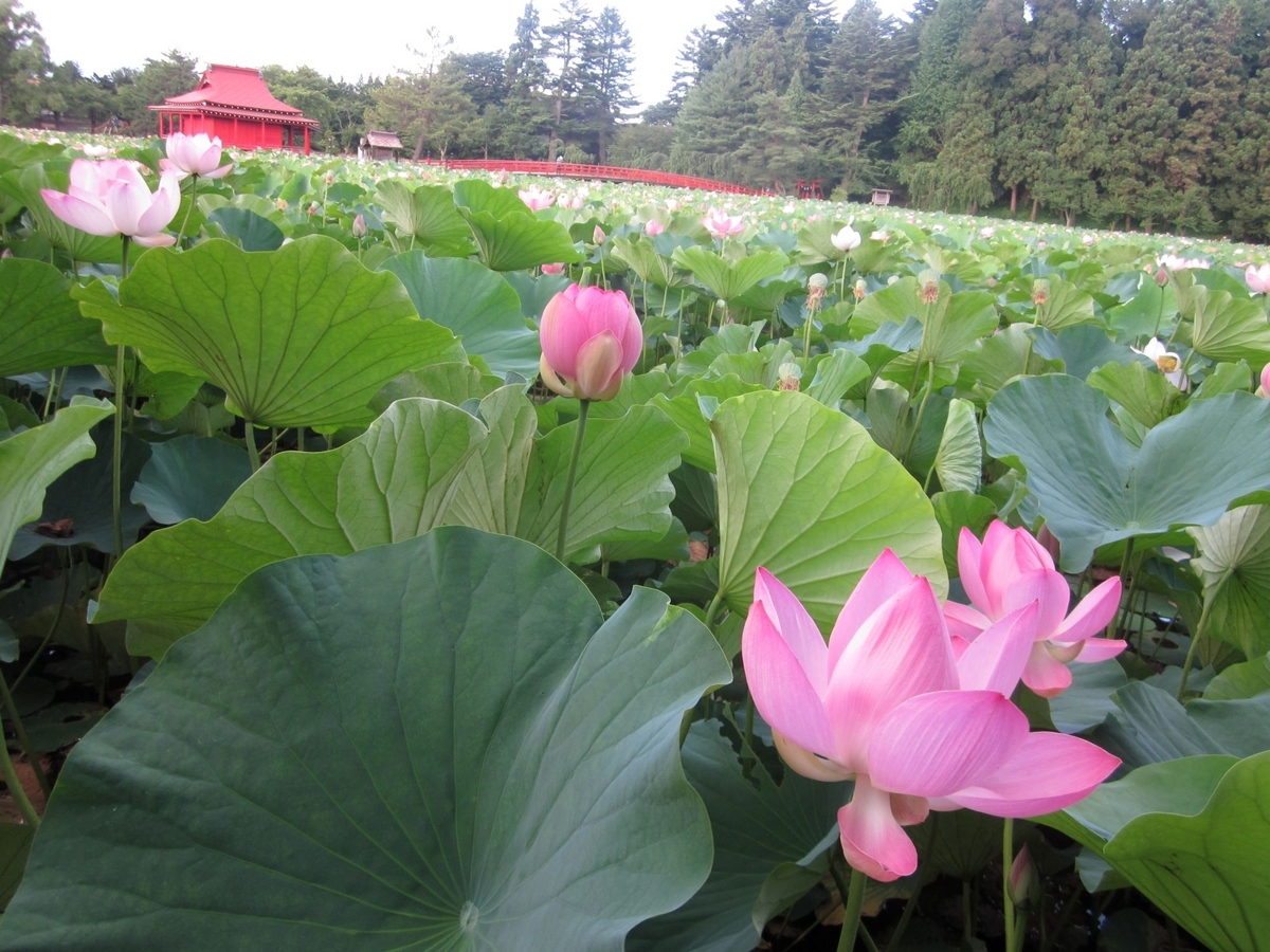 平川市蓮の花まつり・猿賀公園