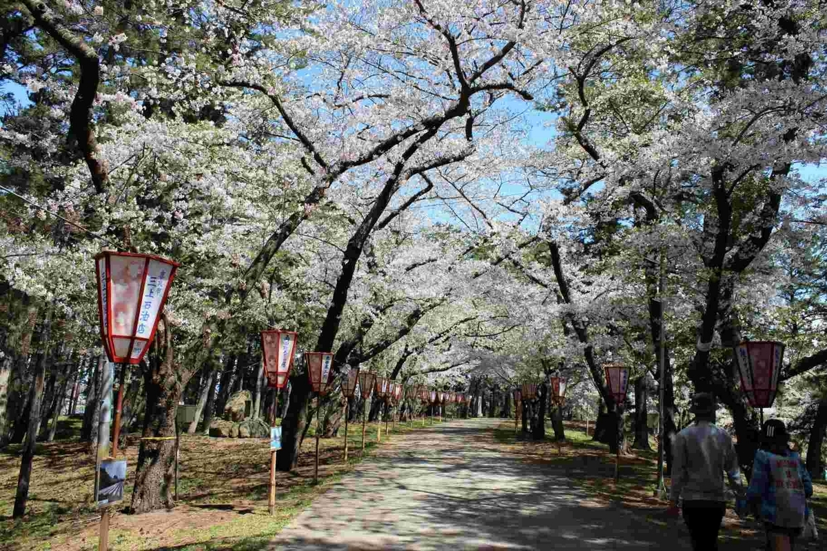 金木桜まつり