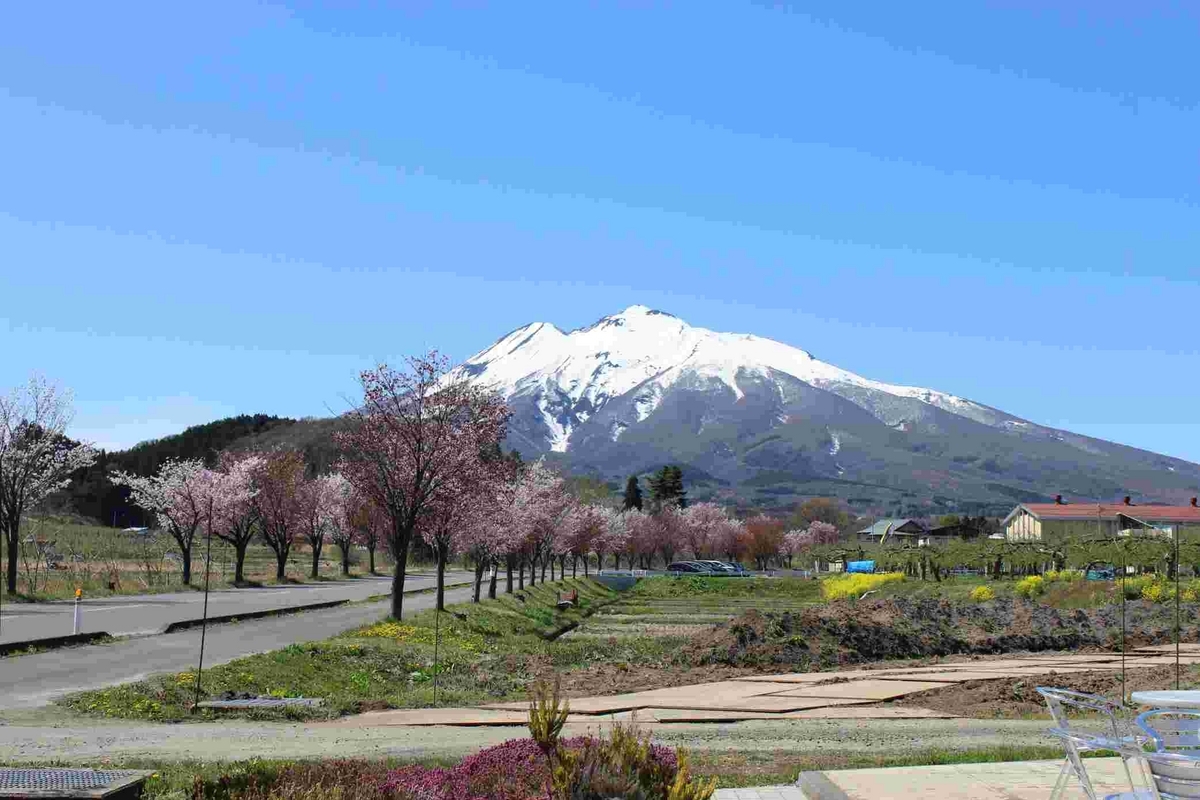 岩木山の桜並木