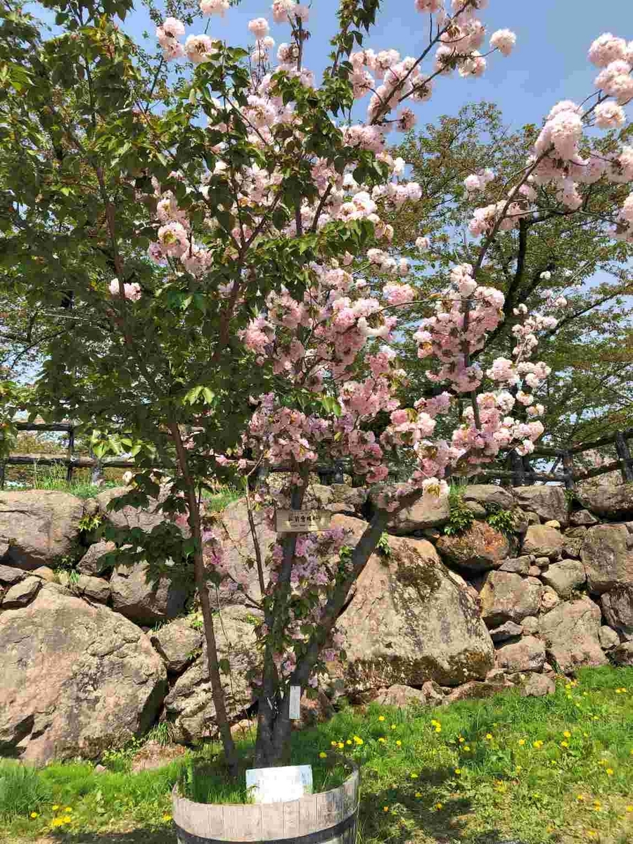 弘前雪明り・桜