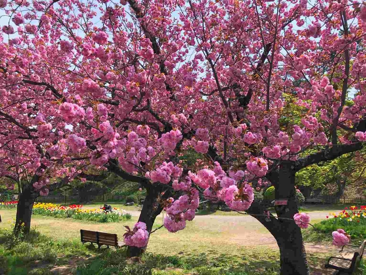 弘前さくらまつり2024