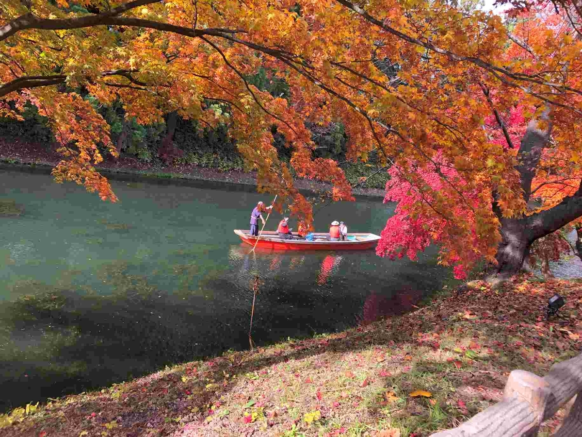 弘前城菊と紅葉まつり・ぽんぽんマムの庭とカエデが真っ赤に - つがる