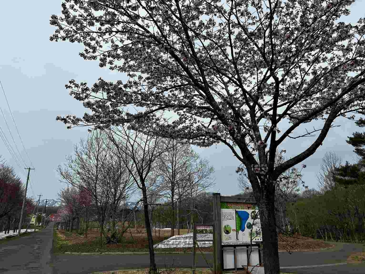オオヤマザクラ