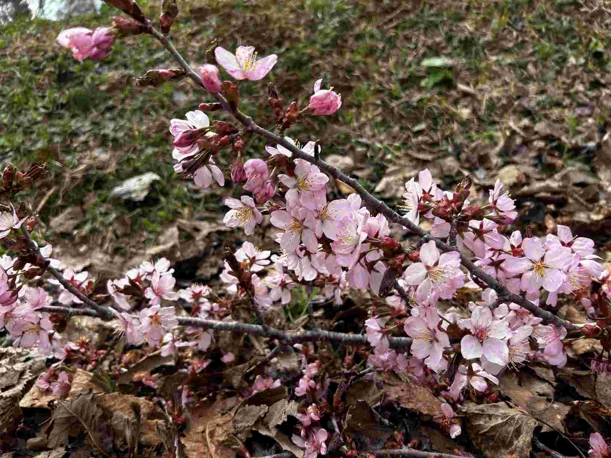 ミズバショウ沼公園